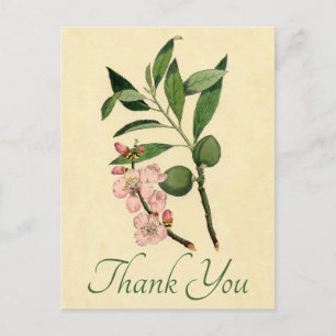 Vintage Floral Thank You Pink Almond Flower Postcard