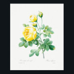 Vintage Floral Yellow Roses Poster<br><div class="desc">Yellow rose by Pierre-Joseph Redouté (1759–1840). Original from Biodiversity Heritage Library</div>