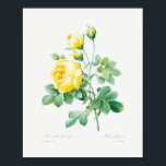 Vintage Floral Yellow Roses Poster<br><div class="desc">Yellow rose by Pierre-Joseph Redouté (1759–1840). Original from Biodiversity Heritage Library</div>