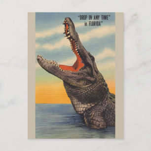 Vintage Florida Alligator Post Card