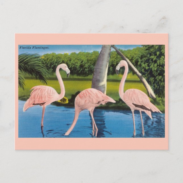Vintage Florida Flamingos Travel Postcard (Front)