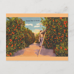 Vintage Florida Orange Groves Postcard
