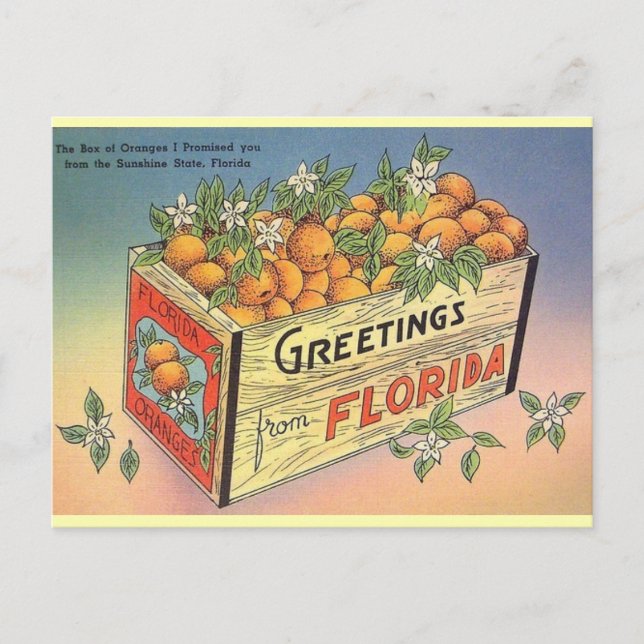 Vintage Florida Oranges Postcard (Front)