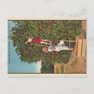 Vintage Florida Oranges Postcard