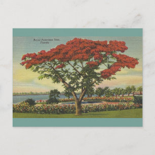 Vintage Florida Royal Poinciana Tree Postcard
