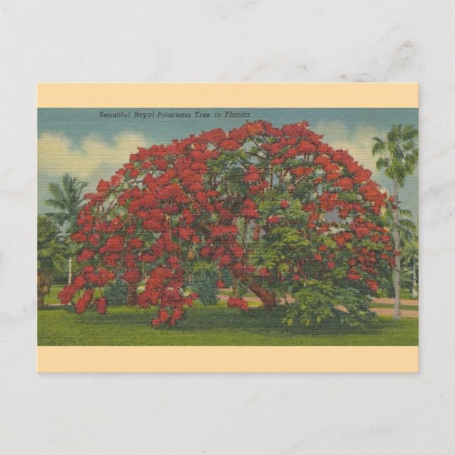 Vintage Florida Royal Poinciana Tree Postcard (Front)
