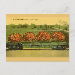 Vintage Florida Strawberries Travel Post Card