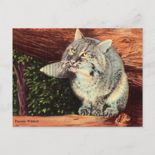 Vintage Florida Wildcat Wild Cat Animal Travel Postcard