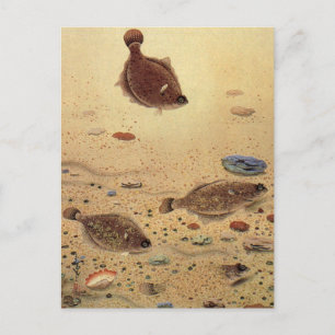 Vintage Flounders, Marine Ocean Life Flat Fish Postcard