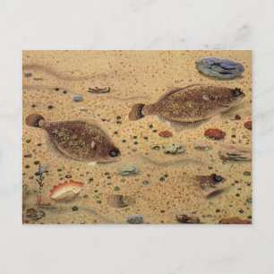 Vintage Flounders, Marine Ocean Life Flat Fish Postcard