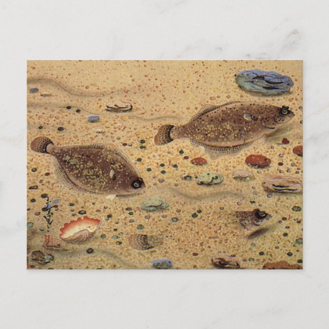 Vintage Flounders, Marine Ocean Life Flat Fish Postcard (Front)