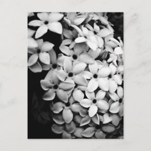 Vintage Flower and Garden Photography Postcard