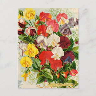 Vintage Flower Illustration Postcard