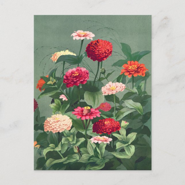 Vintage Flower Illustration Postcard (Front)