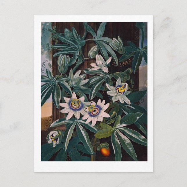 Vintage Flower Illustration Postcard (Front)