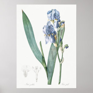 Vintage Flower Illustration Poster