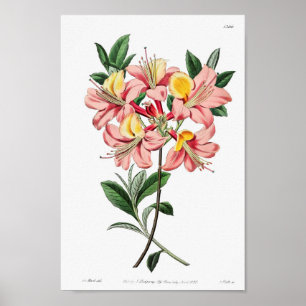 Vintage Flower Illustration Poster