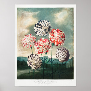 Vintage Flower Illustration Poster