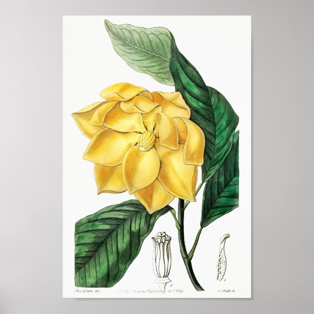 Vintage Flower Illustration Poster (Front)