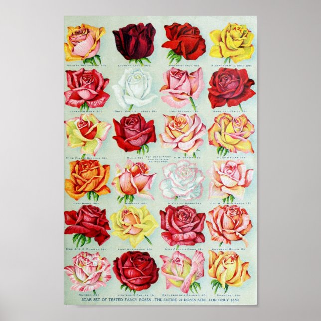 Vintage Flower Illustration Poster (Front)