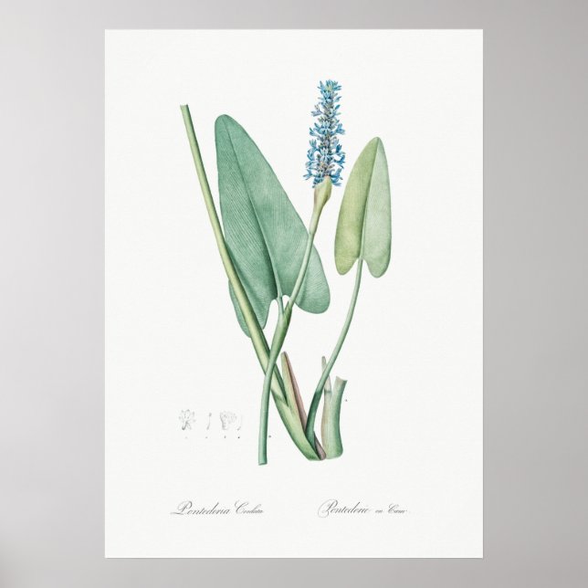 Vintage Flower Illustration Poster (Front)