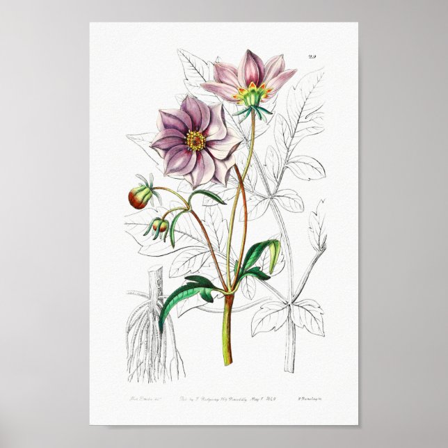 Vintage Flower Illustration Poster (Front)