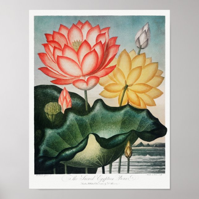 Vintage Flower Illustration Poster (Front)