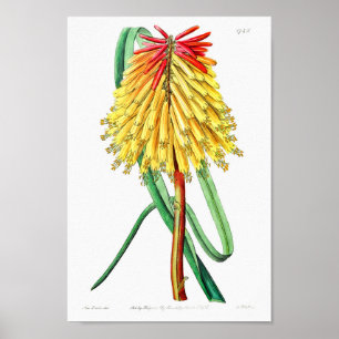 Vintage Flower Illustration Poster