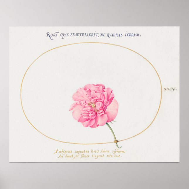 Vintage Flower Illustration Poster (Front)