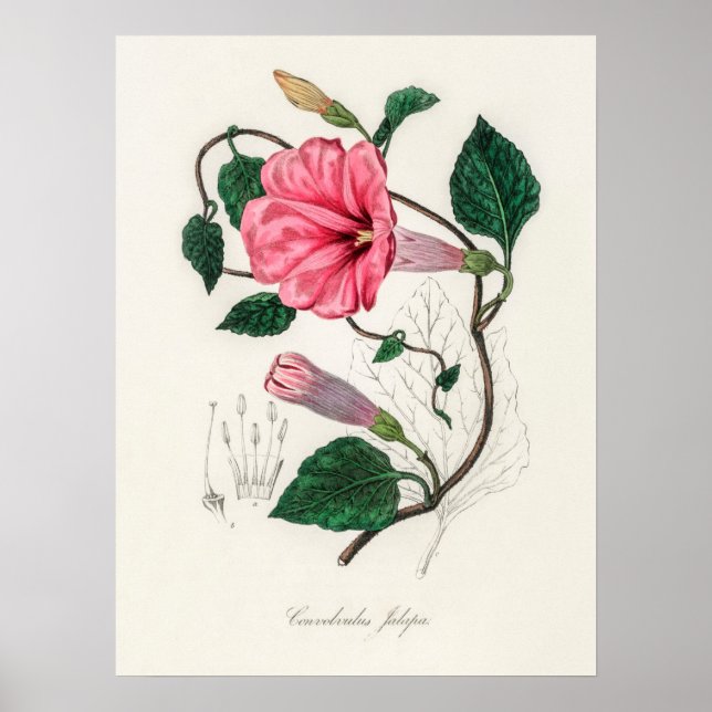 Vintage Flower Illustration Poster (Front)