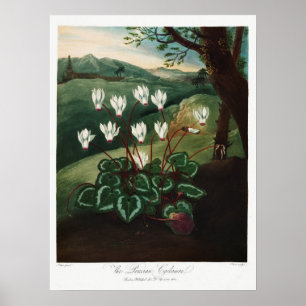 Vintage Flower Illustration Poster
