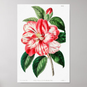 Vintage Flower Illustration Poster