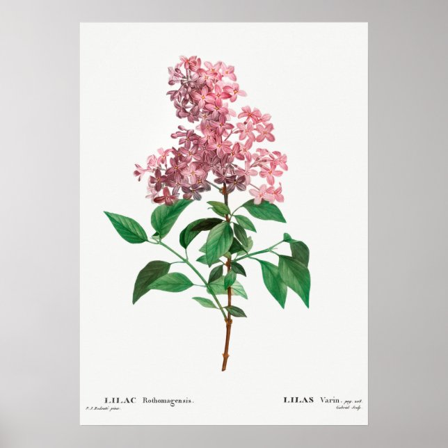 Vintage Flower Illustration Poster (Front)