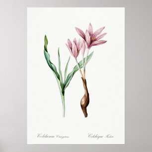 Vintage Flower Illustration Poster