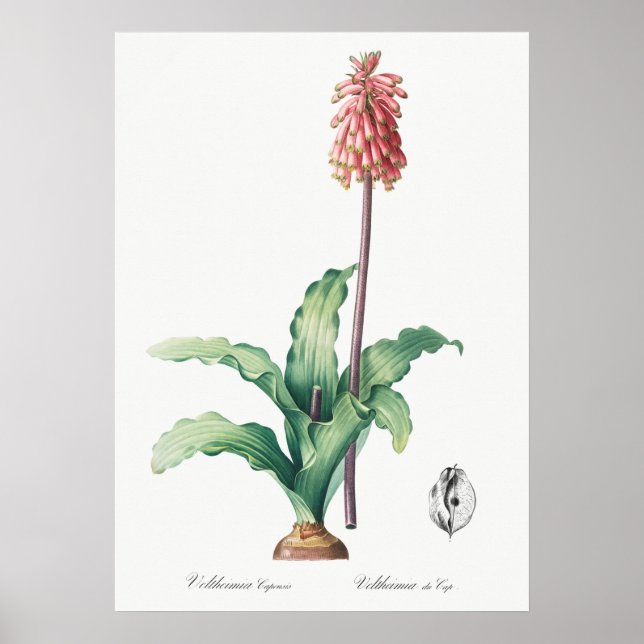 Vintage Flower Illustration Poster (Front)