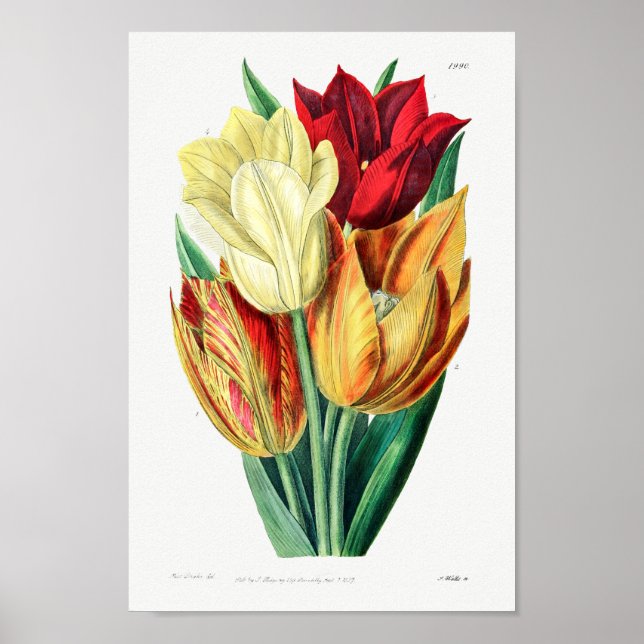 Vintage Flower Illustration Poster (Front)