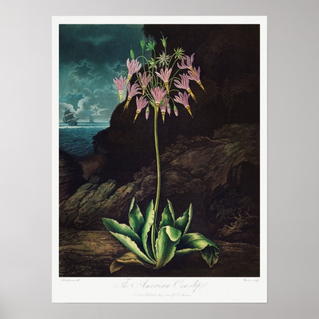 Vintage Flower Illustration Poster (Front)