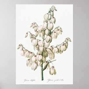 Vintage Flower Illustration Poster