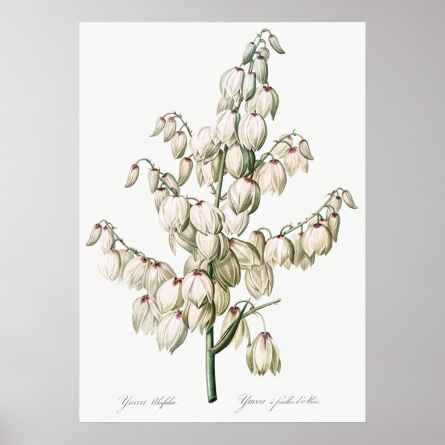 Vintage Flower Illustration Poster (Front)