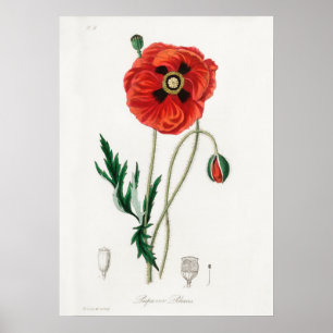 Vintage Flower Illustration Poster
