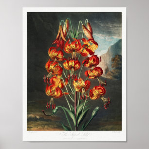Vintage Flower Illustration Poster