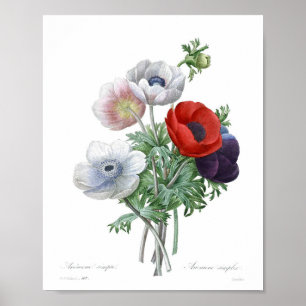 Vintage Flower Illustration Poster