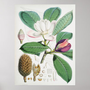 Vintage Flower Illustration Poster