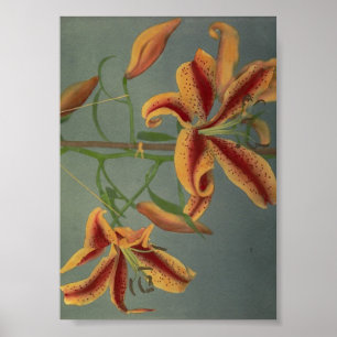 Vintage Flower Photograph Poster