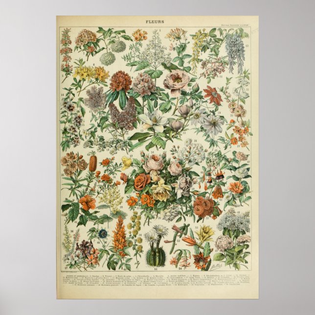 vintage Flower Print 1909 - Adolphe Millot Affiche (Front)