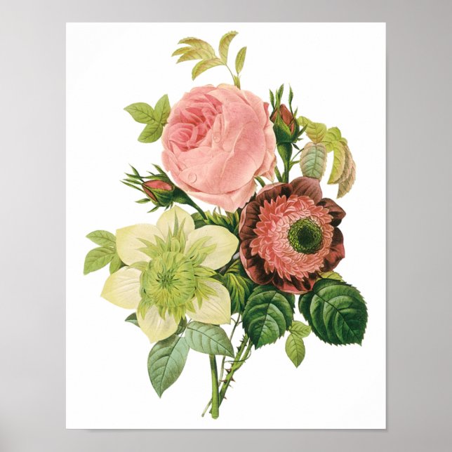 Vintage Flowers, Anemone Roses Clematis by Redoute Poster (Front)