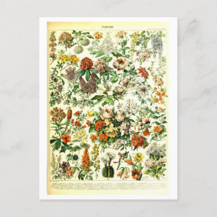 Vintage Flowers Botanical Illustration Postcard