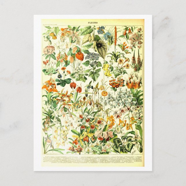 Vintage Flowers Botanical Illustration Postcard (Front)