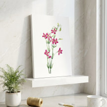 Vintage Flowers - Centaurium by Mary Vaux Walcott