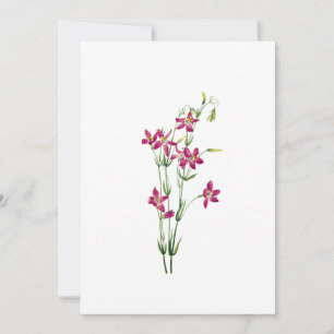 Vintage Flowers - Centaurium by Mary Vaux Walcott Invitation
